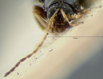 Media type: image; Entomology 18451   Aspect: head frontal view